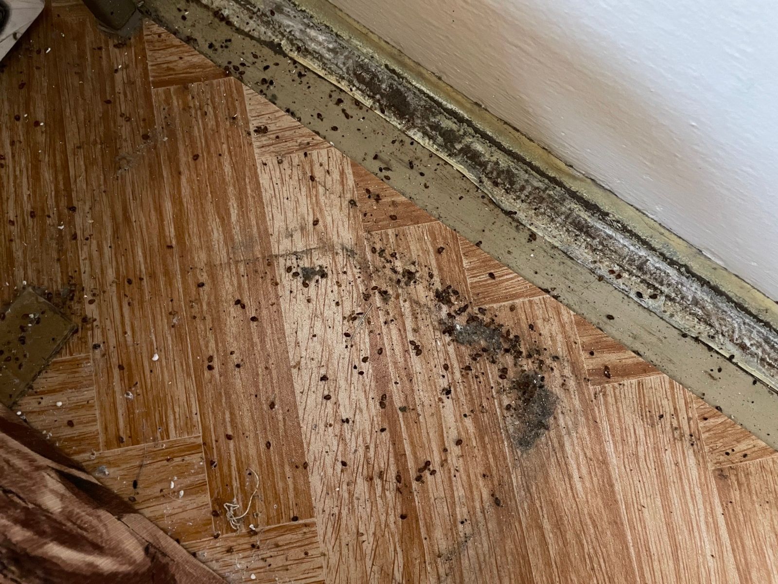 010: Štěnice na zemi