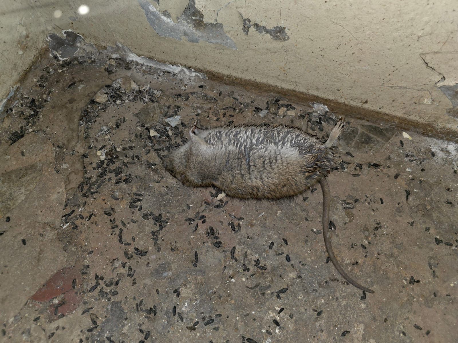 020:
Výskyt potkanů