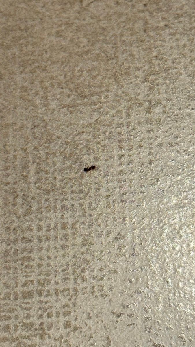 02:
Výskyt mravenců