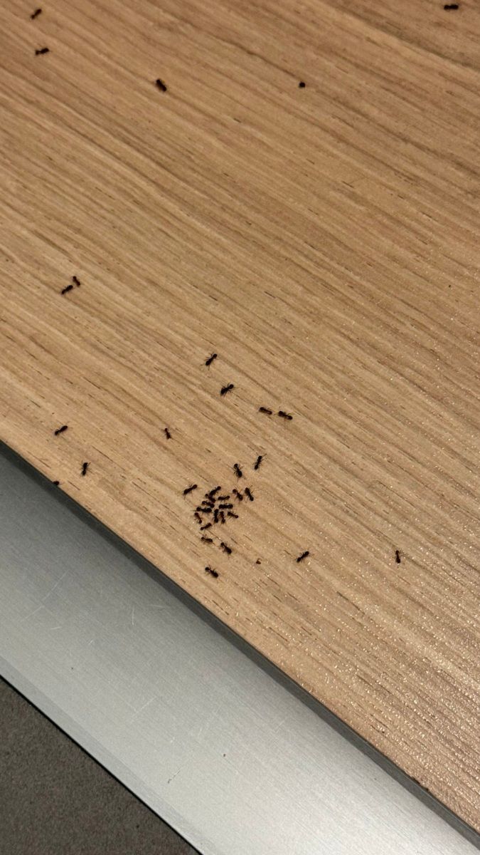 05:
Výskyt mravenců