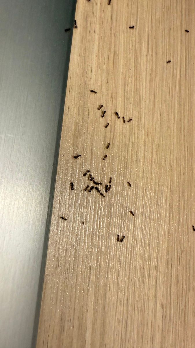 04:
Výskyt mravenců