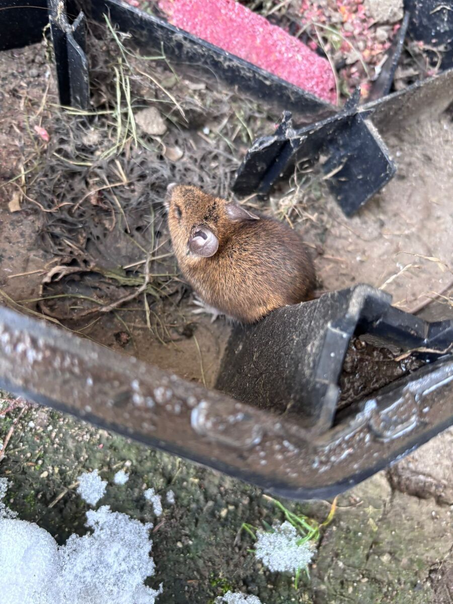 01: Jak se zbavit hraboše polního