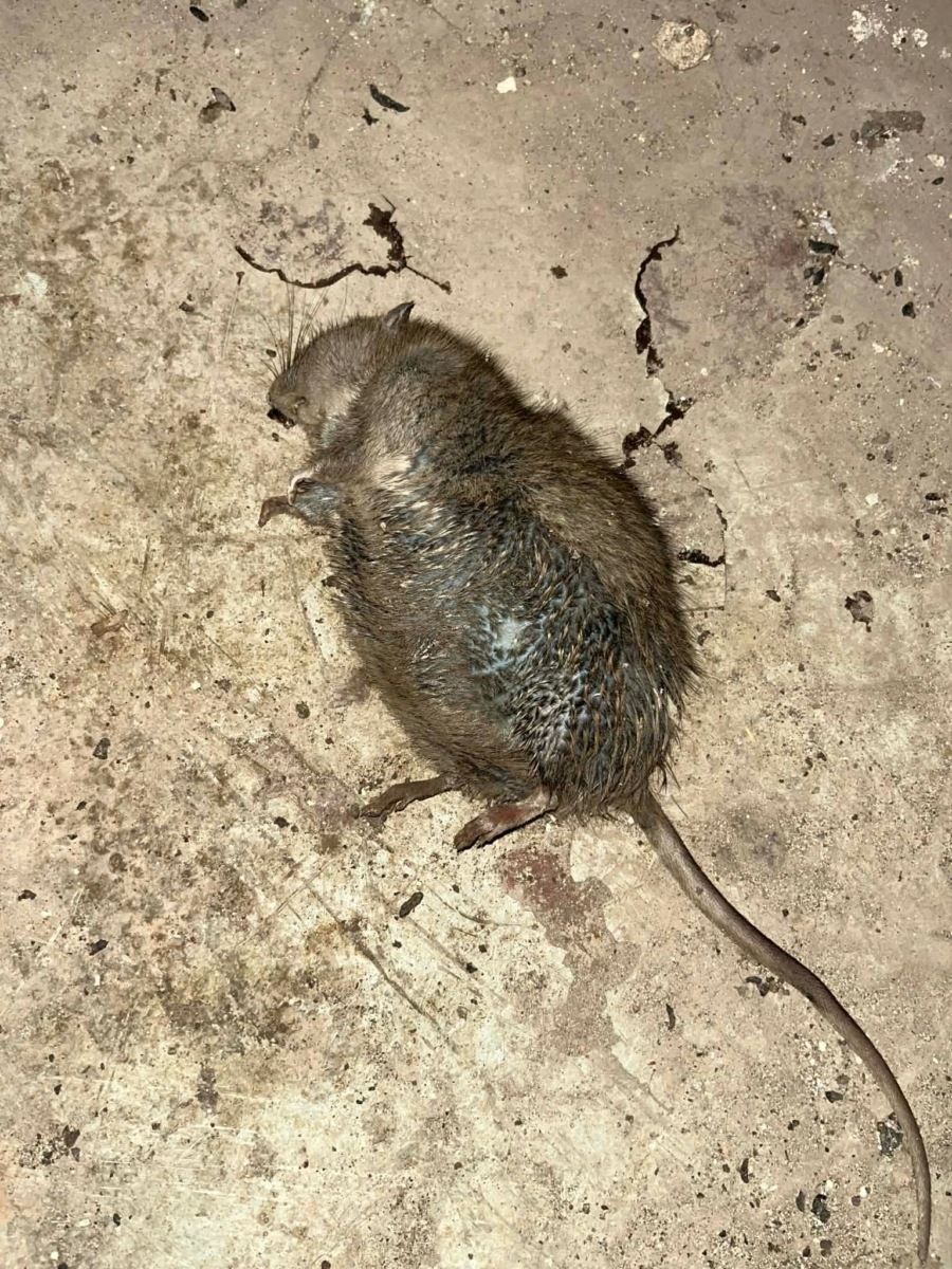 022:
Výskyt potkanů